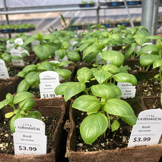 Fairhaven Plant Sales