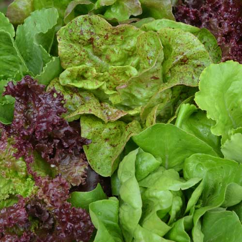 Lettuce Mix