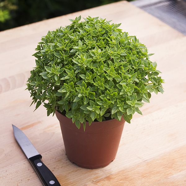 Basil Greek