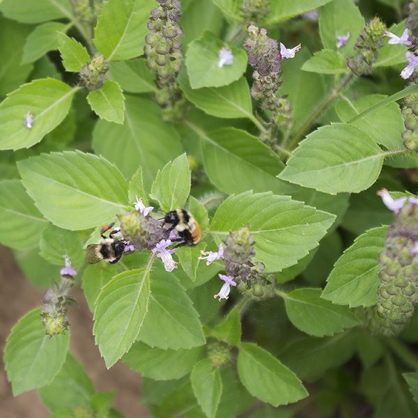Basil Holy Tulsi