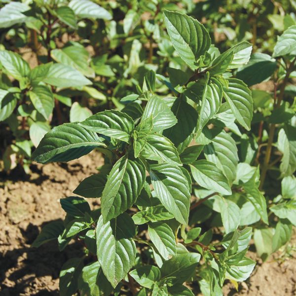 Basil Sweet Thai