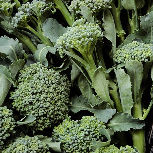 Broccoli De Cicco