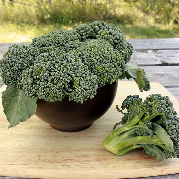 Broccoli Waltham