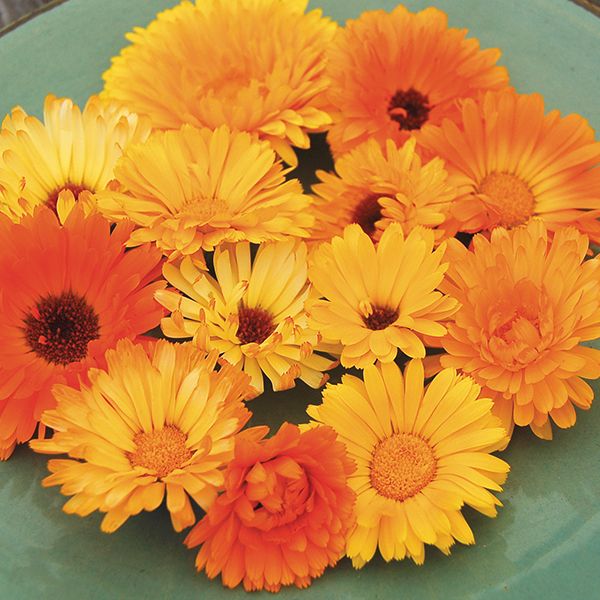 Calendula Pacific Beauty