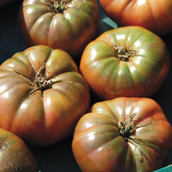 Tomato Cherokee Purple