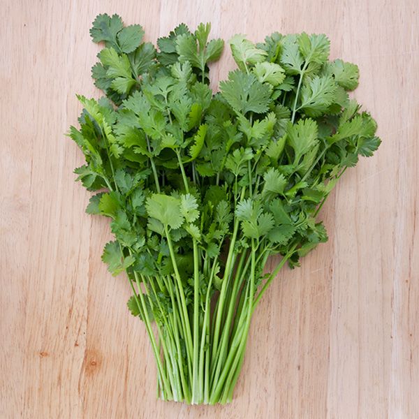 Cilantro Santo