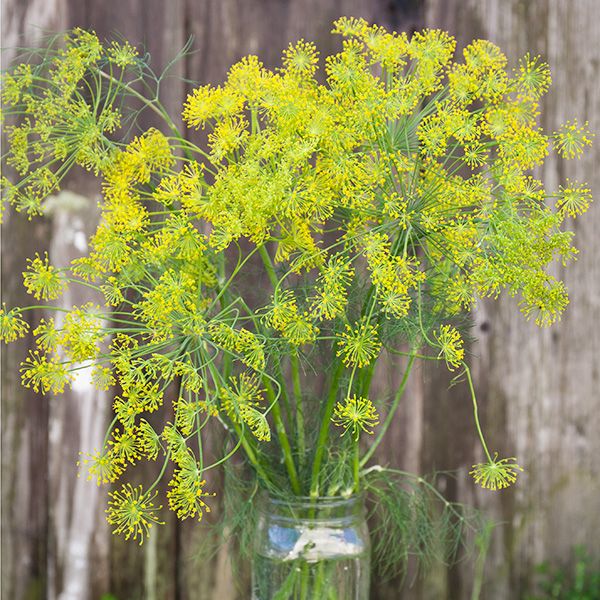 Dill Bouquet