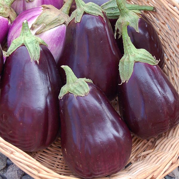 Eggplant Italian Black Beauty