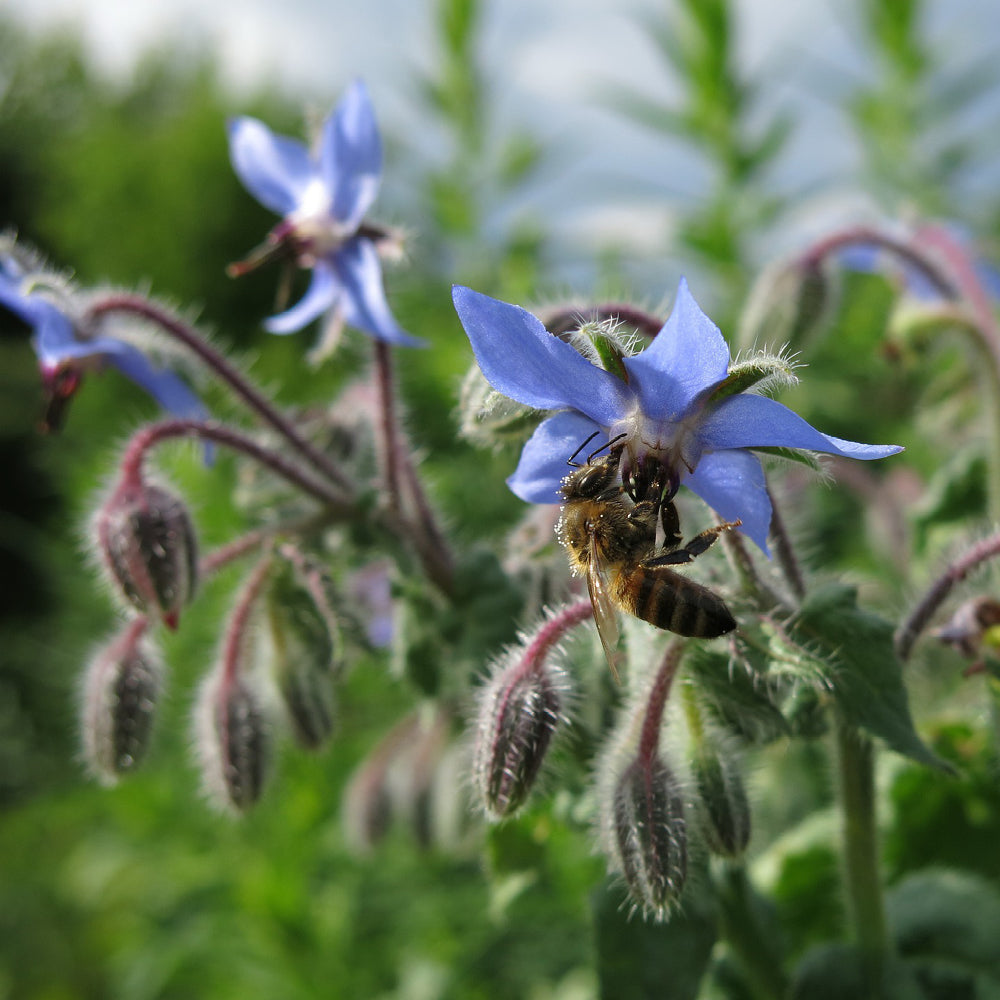 Borage