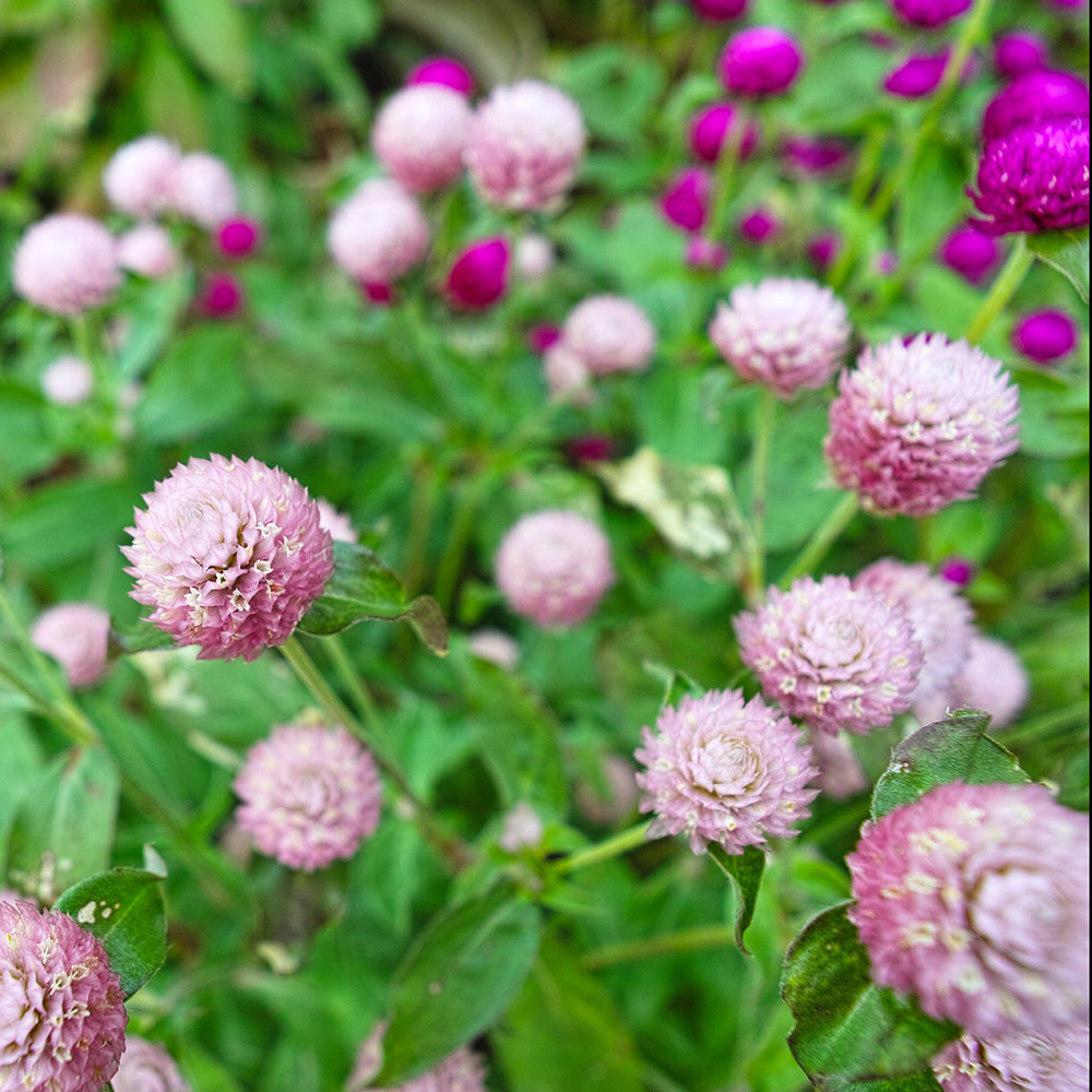 Globe Amaranth Mix