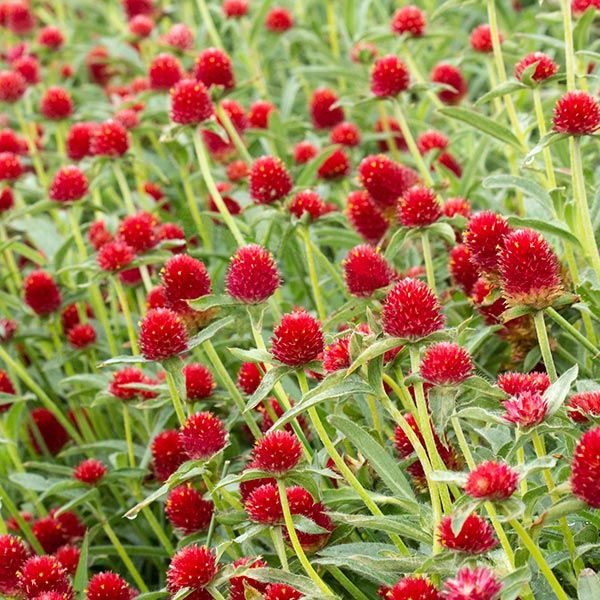 Globe Amaranth Mix