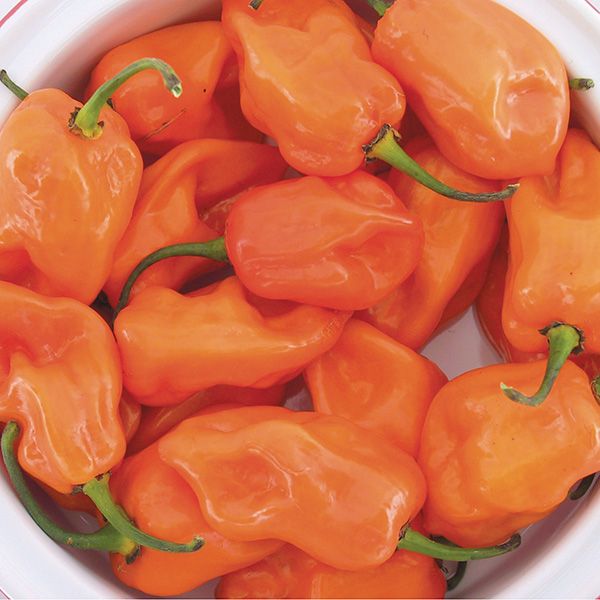 Pepper Habanero Magnum Orange