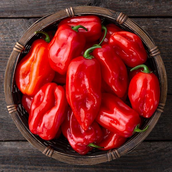 Pepper Habanero Red