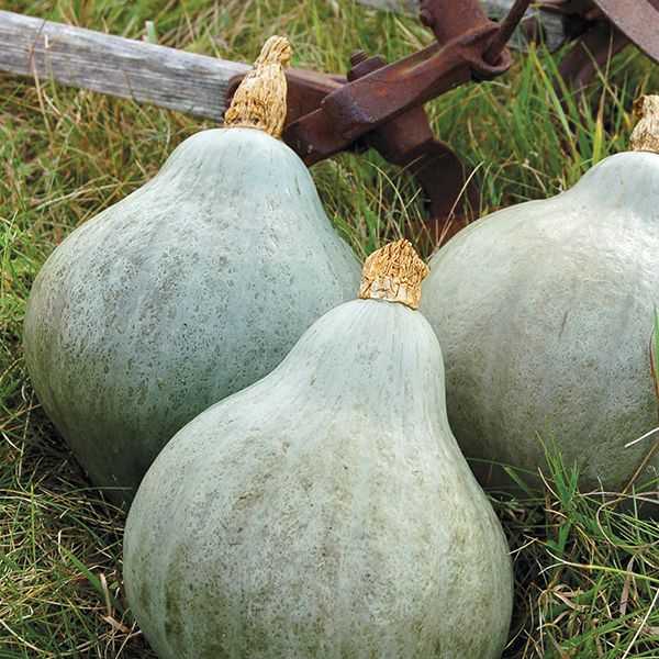 Hubbard Squash Baby Blue