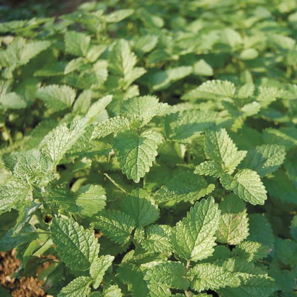 Lemon Balm