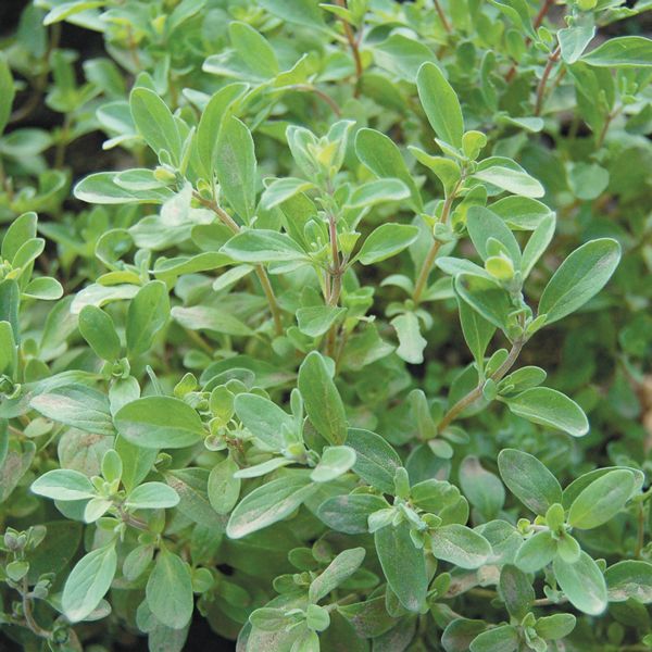 Marjoram Sweet