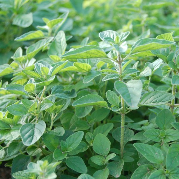 Oregano Greek