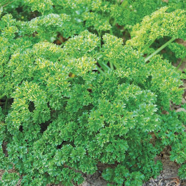 Parsley Curly