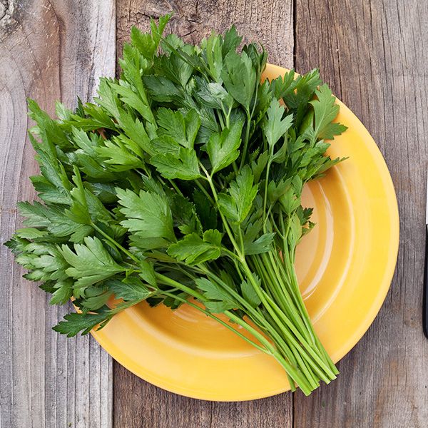Parsley Italian Flat Leaf