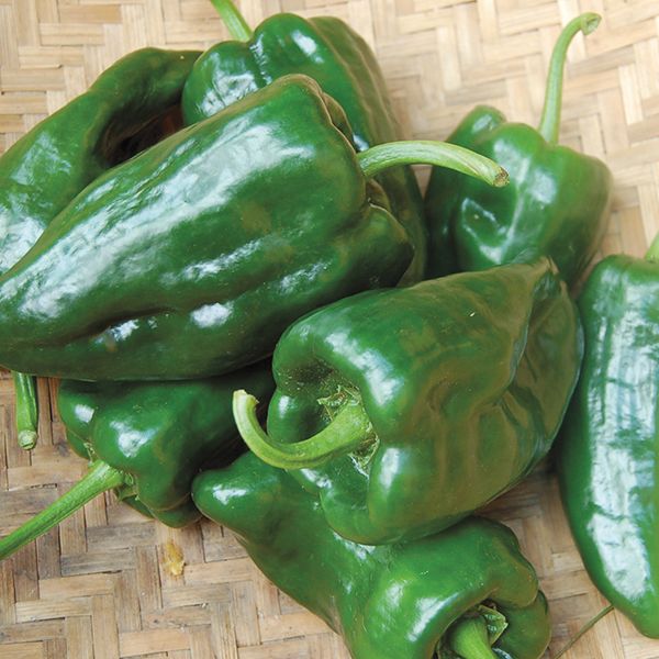 Pepper Poblano