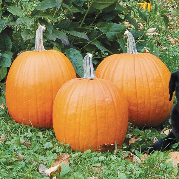 Pumpkin Howden