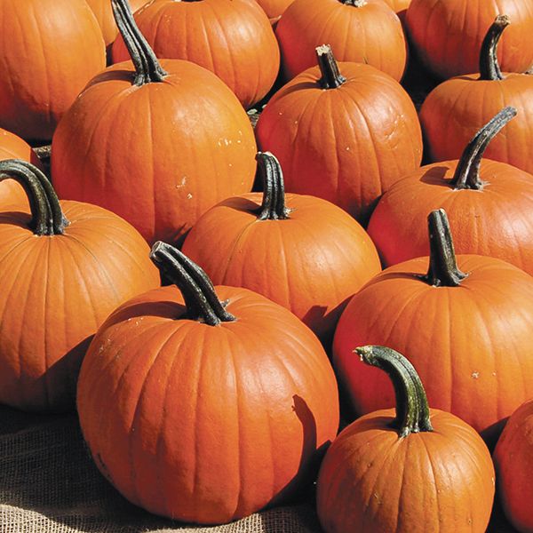 Pumpkin Jack Straw