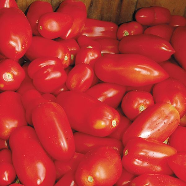 Tomato San Marzano