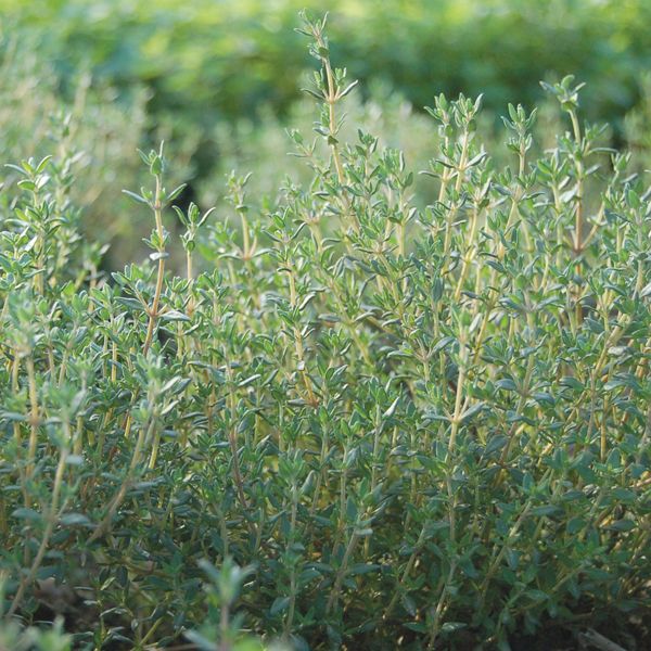 Thyme