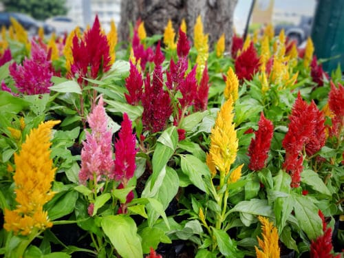 Celosia Pampas Plume Mix
