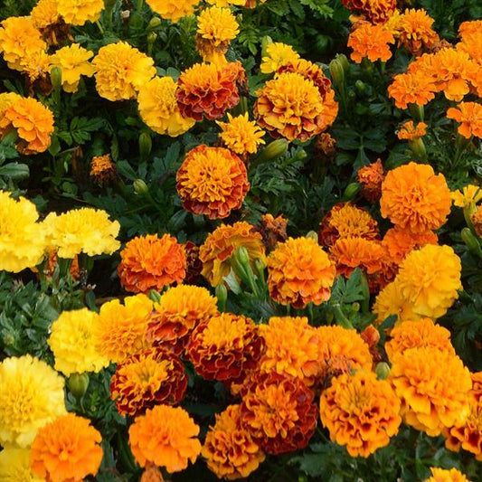Marigold Orange Flame Mix
