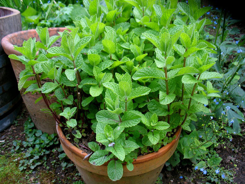 Mint Spearmint