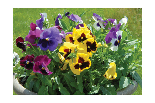 Pansy Majestic Giants Mix