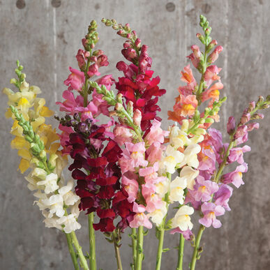 Snapdragon Mix