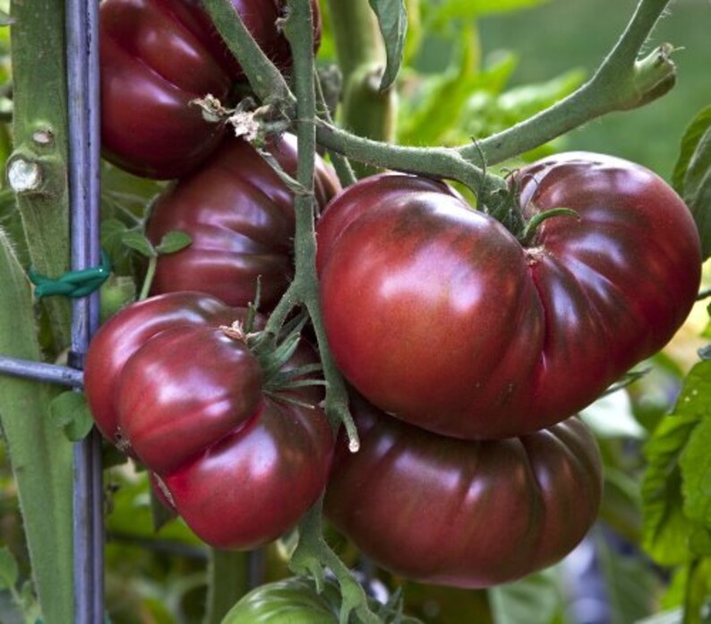 Tomato Black Krim