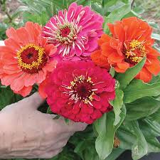 Zinnia Benary's Giant Mix