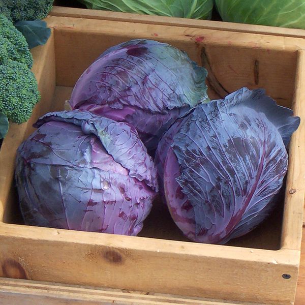 Cabbage Red Express
