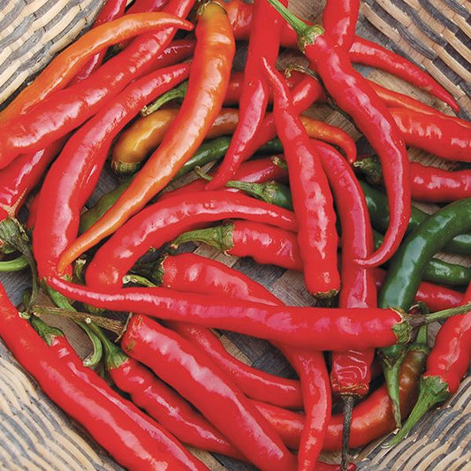 Pepper Cayenne Ring-O-Fire