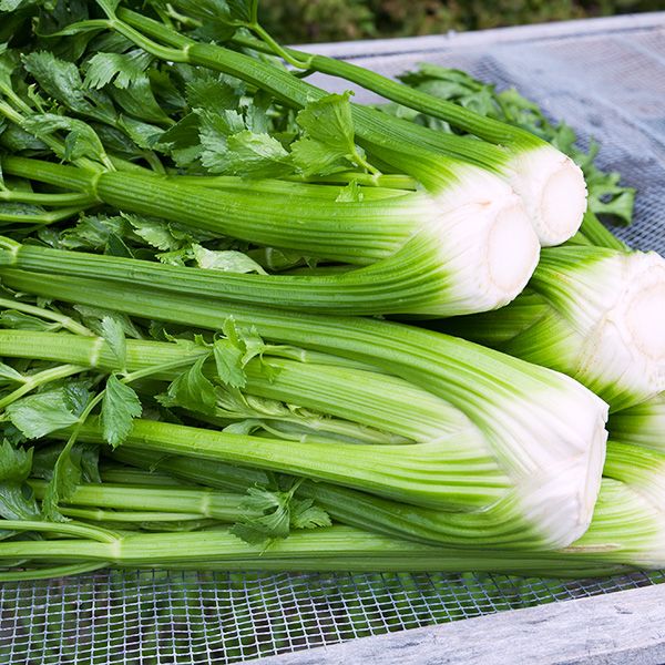 Celery Tall Utah