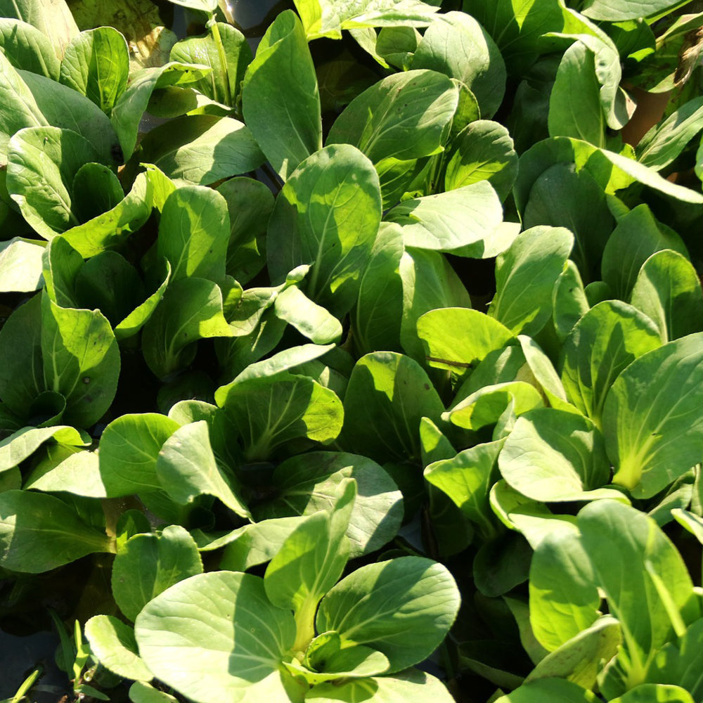 Asian Greens Mix