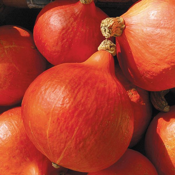 Hubbard Squash Red Kuri