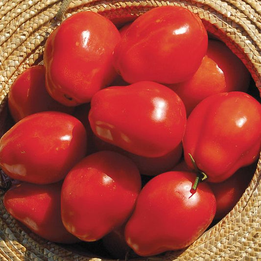 Tomato Roma